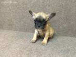 French Bulldog Puppy for sale in Minford, OH, USA