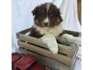Australian Shepherd Puppy for sale in Loma, CO, USA