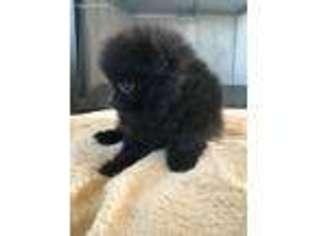 Pomeranian Puppy for sale in Lees Summit, MO, USA