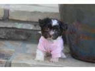 Havanese Puppy for sale in Center Ridge, AR, USA