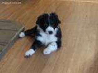 Australian Shepherd Puppy for sale in Newport, WA, USA