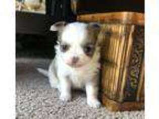 Chihuahua Puppy for sale in Monroe, GA, USA