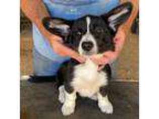 Cardigan Welsh Corgi Puppy for sale in Perris, CA, USA