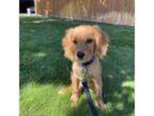 Golden Retriever Puppy for sale in Orem, UT, USA