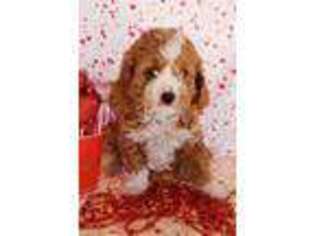 Cavapoo Puppy for sale in Cave Creek, AZ, USA