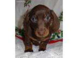 Dachshund Puppy for sale in Rio Linda, CA, USA