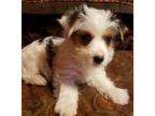 Yorkshire Terrier Puppy for sale in Mountain View, AR, USA