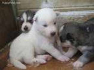 Siberian Husky Puppy for sale in Claremont, NC, USA