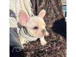 French Bulldog Puppy for sale in Litchfield Park, AZ, USA