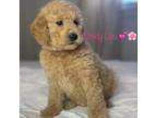 Mutt Puppy for sale in Ashland, KY, USA