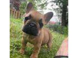 French Bulldog Puppy for sale in Rogers, AR, USA