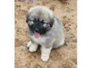 Mutt Puppy for sale in Terlton, OK, USA