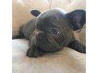 French Bulldog Puppy for sale in London, OH, USA
