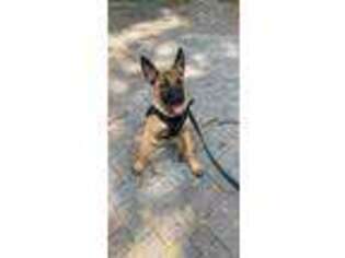 Belgian Malinois Puppy for sale in Ellicott City, MD, USA