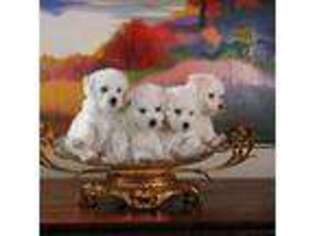 Bichon Frise Puppy for sale in Lindale, TX, USA