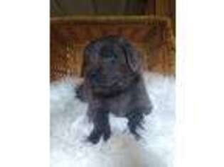 Newfoundland Puppy for sale in Yelm, WA, USA