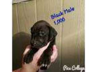 Great Dane Puppy for sale in Bethany, LA, USA