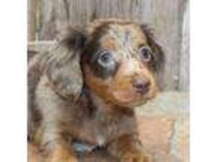 Dachshund Puppy for sale in Mountain Home, AR, USA