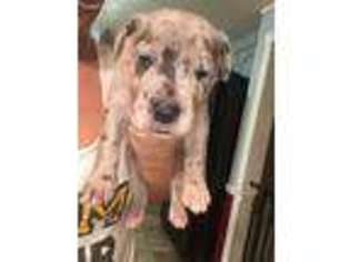Great Dane Puppy for sale in Jackson, MS, USA