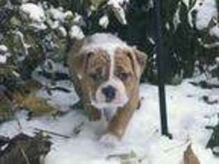Olde English Bulldogge Puppy for sale in Shawano, WI, USA