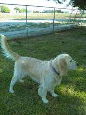 Golden Retriever Puppy for sale in Dodge City, KS, USA