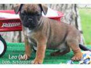 French Bulldog Puppy for sale in Williamsport, PA, USA
