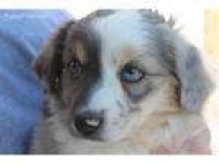 Miniature Australian Shepherd Puppy for sale in Lexington, AL, USA