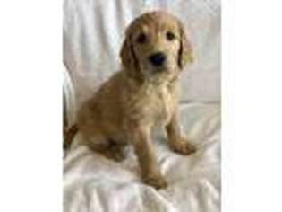 Goldendoodle Puppy for sale in Lees Summit, MO, USA