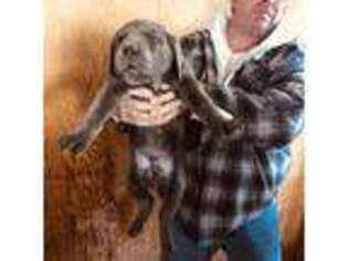 Cane Corso Puppy for sale in Pueblo, CO, USA