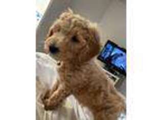 Goldendoodle Puppy for sale in Williston, ND, USA