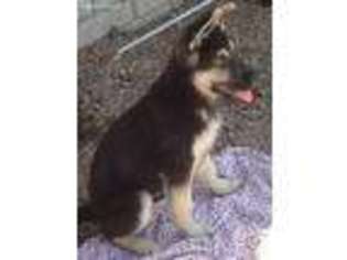 German Shepherd Dog Puppy for sale in Benson, AZ, USA