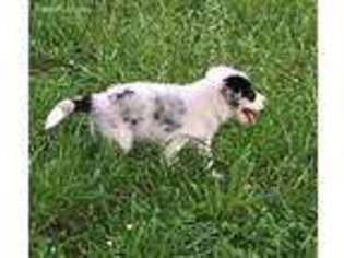 Border Collie Puppy for sale in Soldier, KS, USA