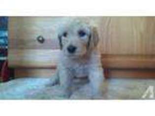 Goldendoodle Puppy for sale in NEW BRIGHTON, PA, USA
