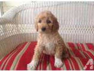 Mutt Puppy for sale in NORMA, NJ, USA