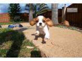 Cavalier King Charles Spaniel Puppy for sale in San Diego, CA, USA