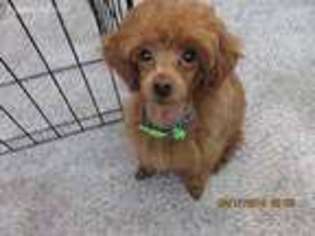 Mutt Puppy for sale in Okeechobee, FL, USA