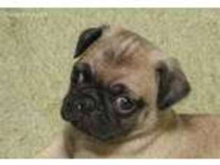 Pug Puppy for sale in Norfork, AR, USA