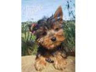 Yorkshire Terrier Puppy for sale in Fairfield, CA, USA