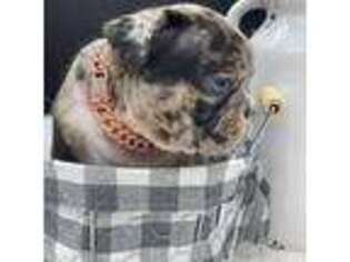 French Bulldog Puppy for sale in Montgomery, LA, USA