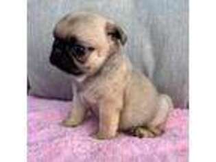Pug Puppy for sale in Winder, GA, USA