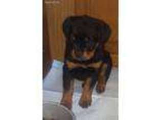 Rottweiler Puppy for sale in Peyton, CO, USA