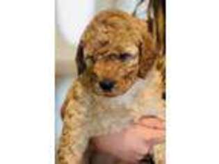 Labradoodle Puppy for sale in Liberty Hill, TX, USA