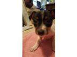 Rat Terrier Puppy for sale in Alvin, TX, USA