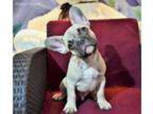 French Bulldog Puppy for sale in New Brunswick, NJ, USA