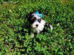 Yorkshire Terrier Puppy for sale in Dumfries, VA, USA