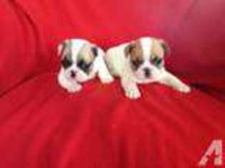 French Bulldog Puppy for sale in ATHENS, WI, USA