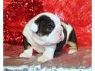 Bulldog Puppy for sale in Saint Paris, OH, USA