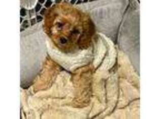 Cavapoo Puppy for sale in Andover, MA, USA
