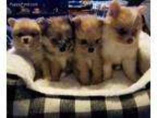 Pomeranian Puppy for sale in Fowler, IN, USA