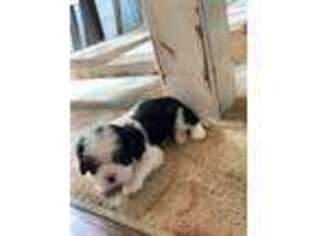 Cavalier King Charles Spaniel Puppy for sale in London, KY, USA